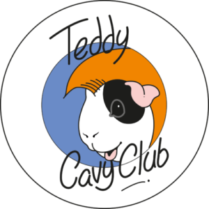 Teddy Cavy Club